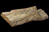 Wide, Thick, Petrified Wood (Araucaria) Slab - Madagascar #118586-1